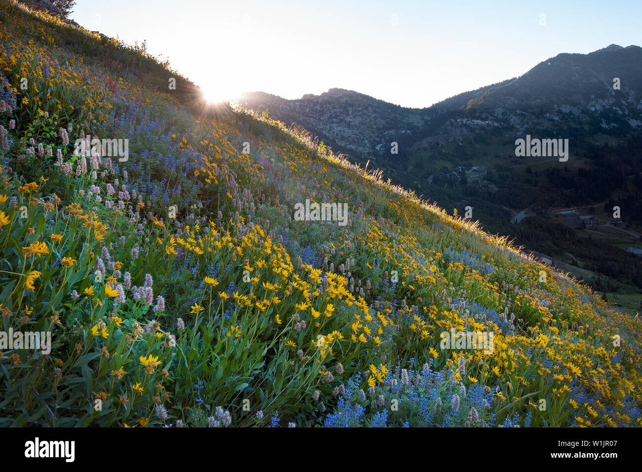 Le soleil se brise sur une crête comme fleurs des bougies à Cardiff passent près de l'Alta Ski Area. (C) 2015 Tom Kelly Banque D'Images