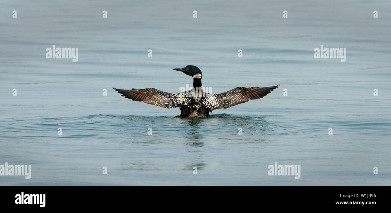 Un huard étend ses ailes sur le lac Grindstone près de Hayward dans le Northwoods du Wisconsin. (C) 2014 Tom Kelly Banque D'Images