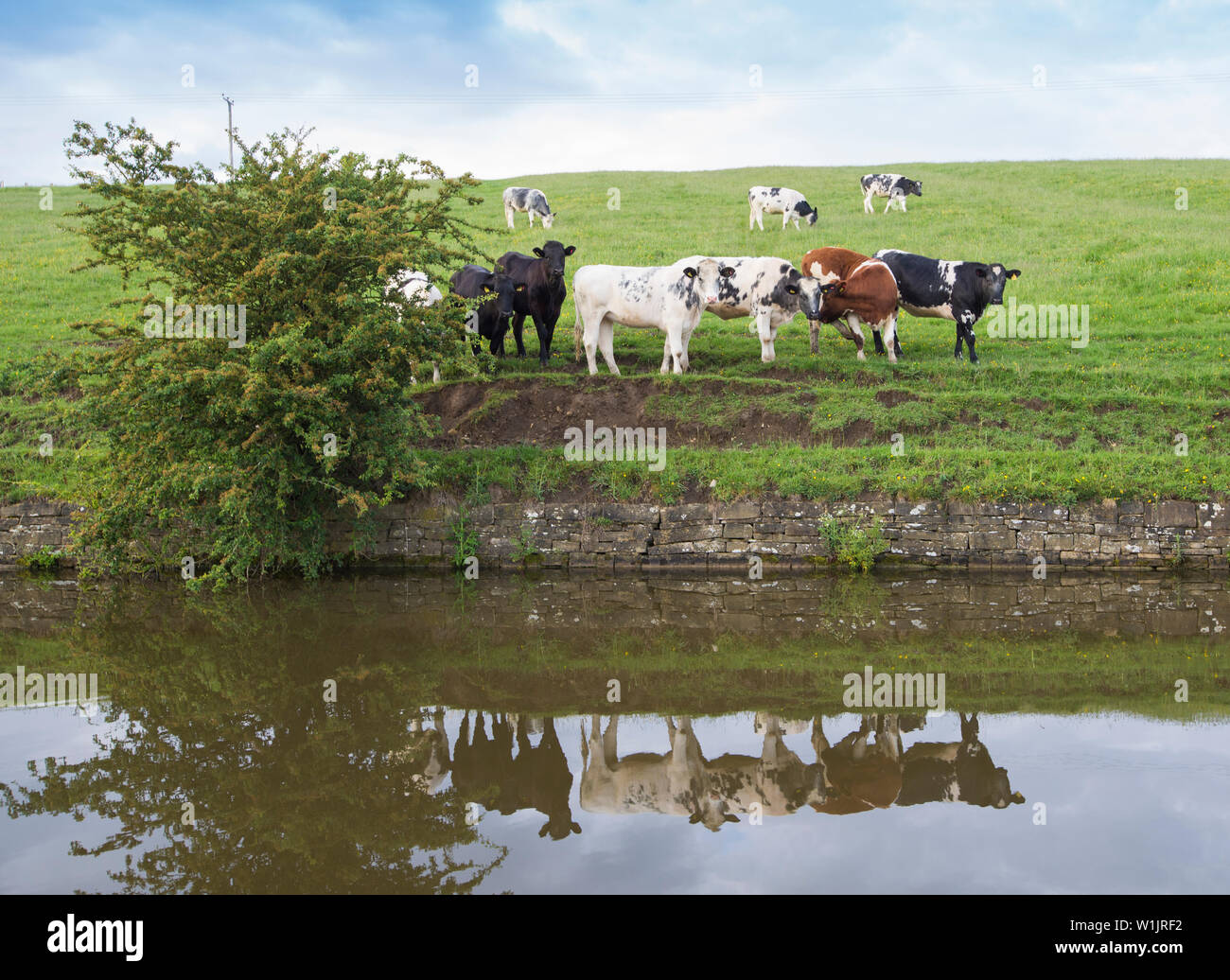 Vue paysage de campagne anglaise paysage avec troupeau de bovins domestiques frisons élevage sur canal navigable d'une banque avec la réflexion Banque D'Images