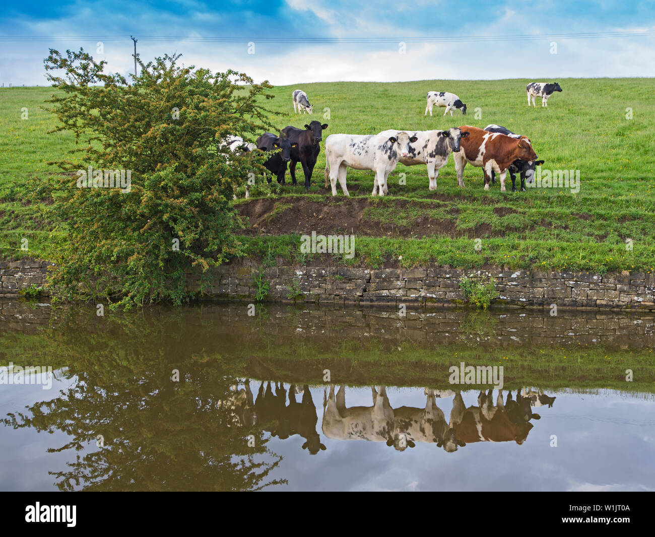 Vue paysage de campagne anglaise paysage avec troupeau de bovins domestiques frisons élevage sur canal navigable d'une banque avec la réflexion Banque D'Images