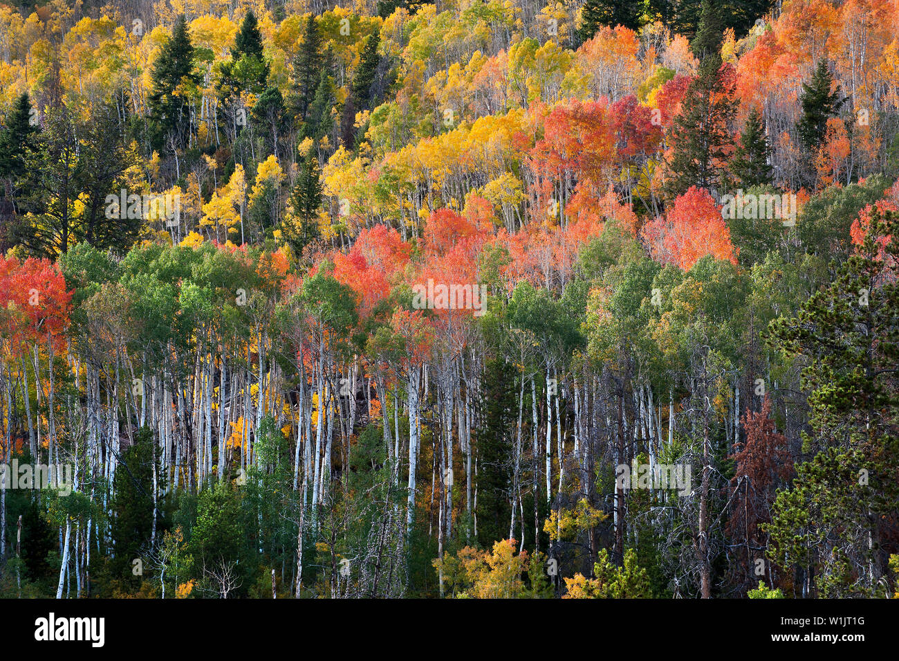 La Forêt nationale d'Uinta est un arc-en-ciel de couleur le long de la route transcanadienne à l'est du lac Miroir de kamas, Utah. (C) 2011 Tom Kelly Banque D'Images