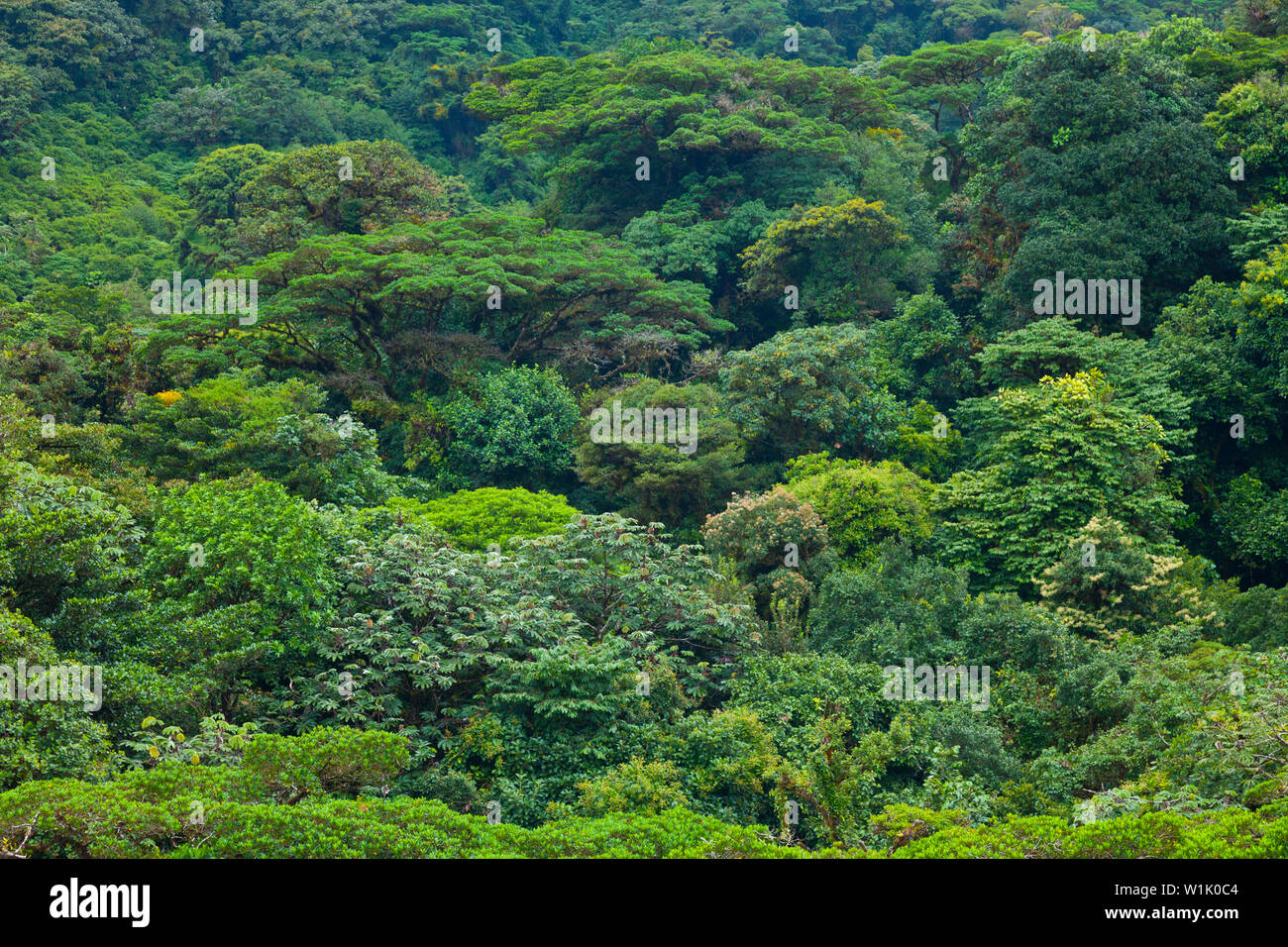 La Forêt de nuages de Santa Elena, la réserve naturelle du Costa Rica ...