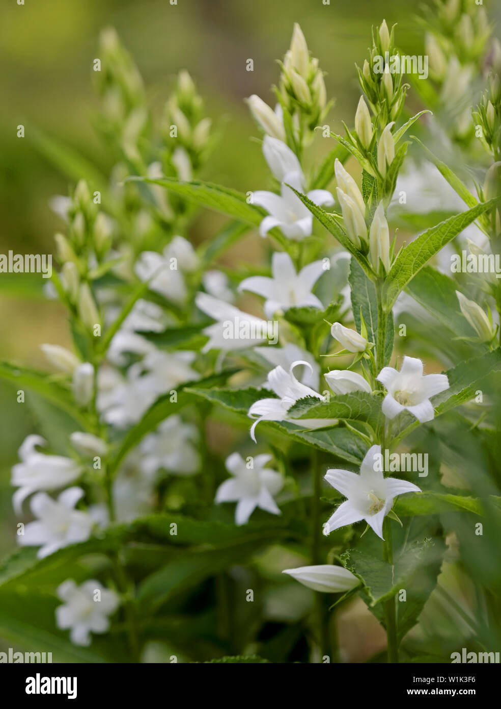 Giant bellflower, Campanula latifolia 'Alba' fleurit en été Banque D'Images