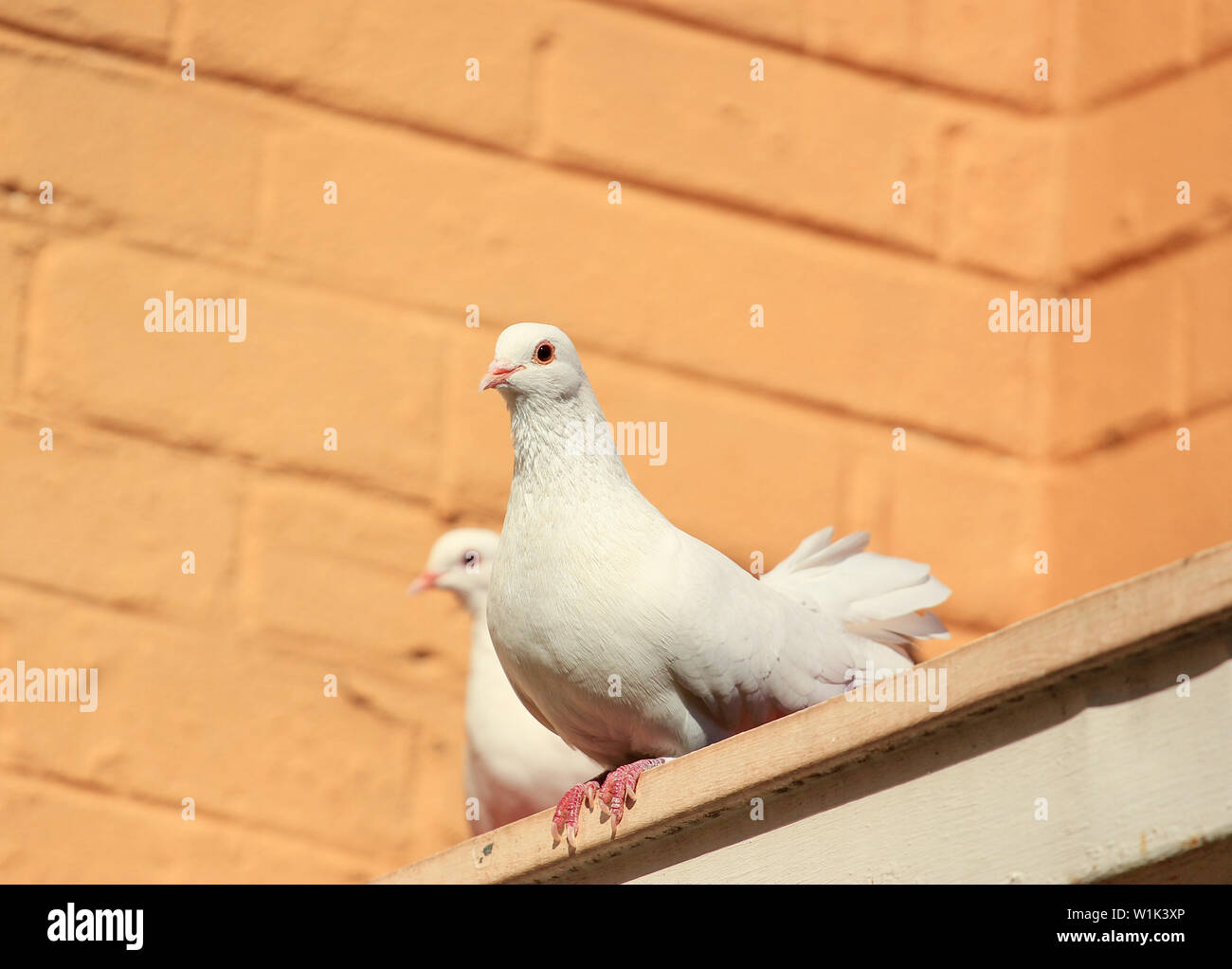 Deux pigeons Fantail blanc assis sur un toit Banque D'Images