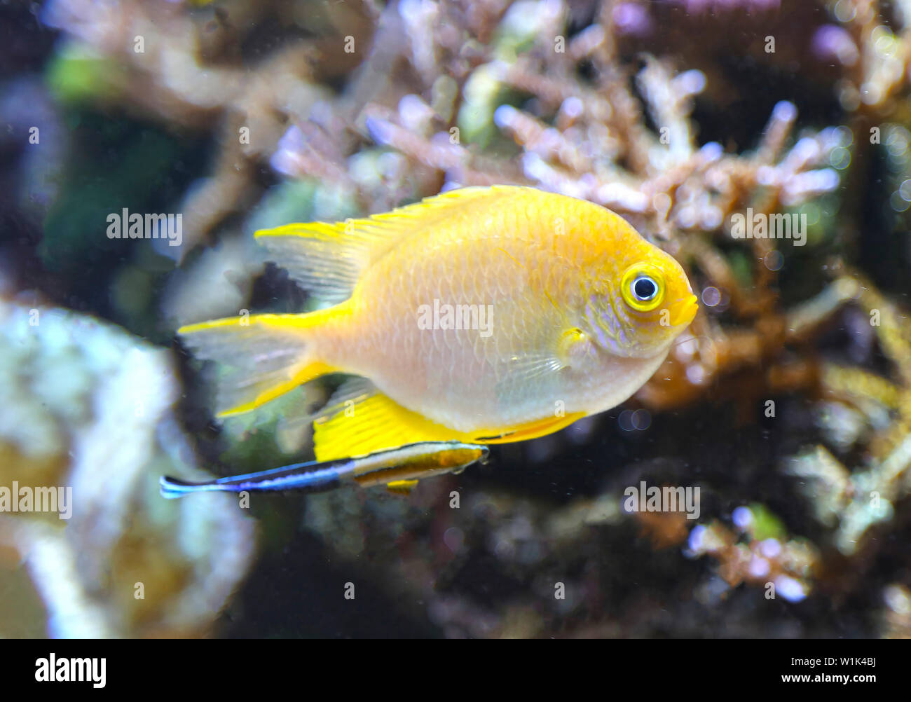 Beaux poissons colorés et de la végétation sous-marine dans l'aquarium close up Banque D'Images