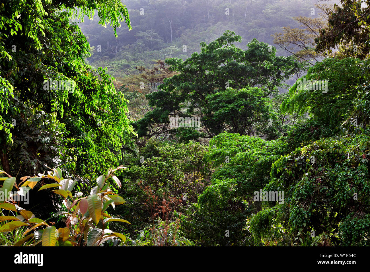 La végétation luxuriante de la forêt tropicale du paysage avec des plantes et des arbres en fleurs dans la jungle africaine de la réserve de conservation des forêts, de la Sierra Leone Banque D'Images