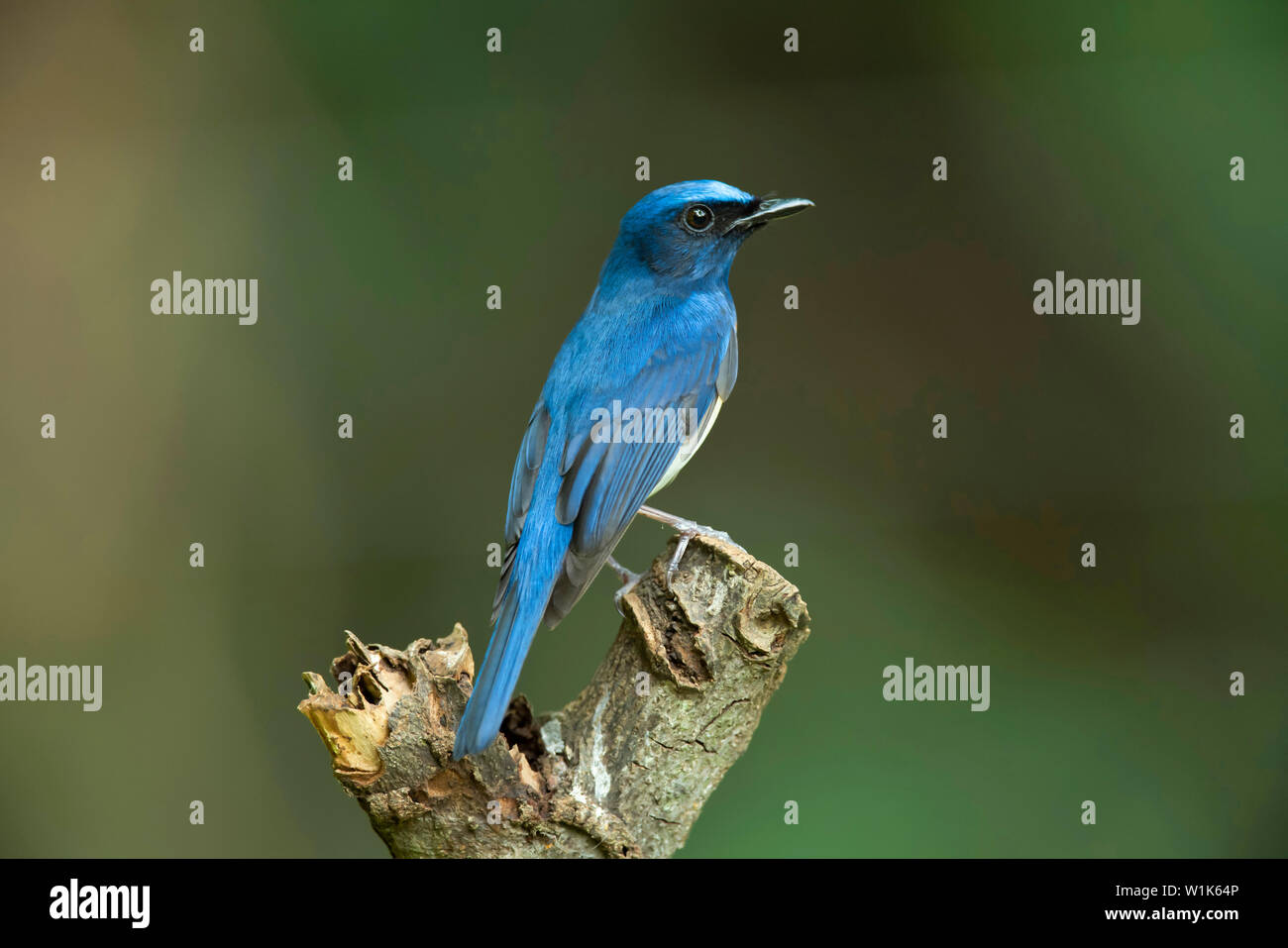 À la façade bleu blue flycatcher, homme, Lacedo hoevelli, Western Ghats, India. Banque D'Images