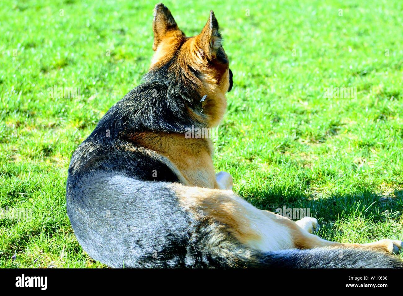 German Shepard Dog Banque D'Images