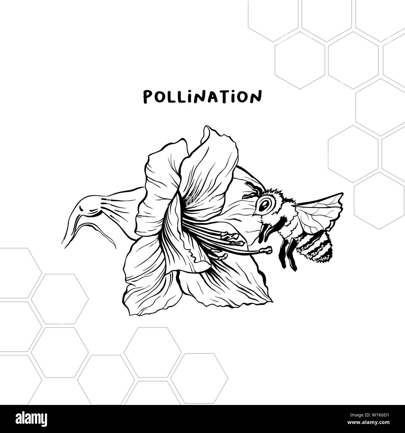 Processus de pollinisation hand drawn vector illustration. Le miel produit store logo, étiquette. Bee and flower stylo encre croquis. Clipart nid d'géométrique. Amaryllis stylisé dessin. Élément de design isolés Illustration de Vecteur