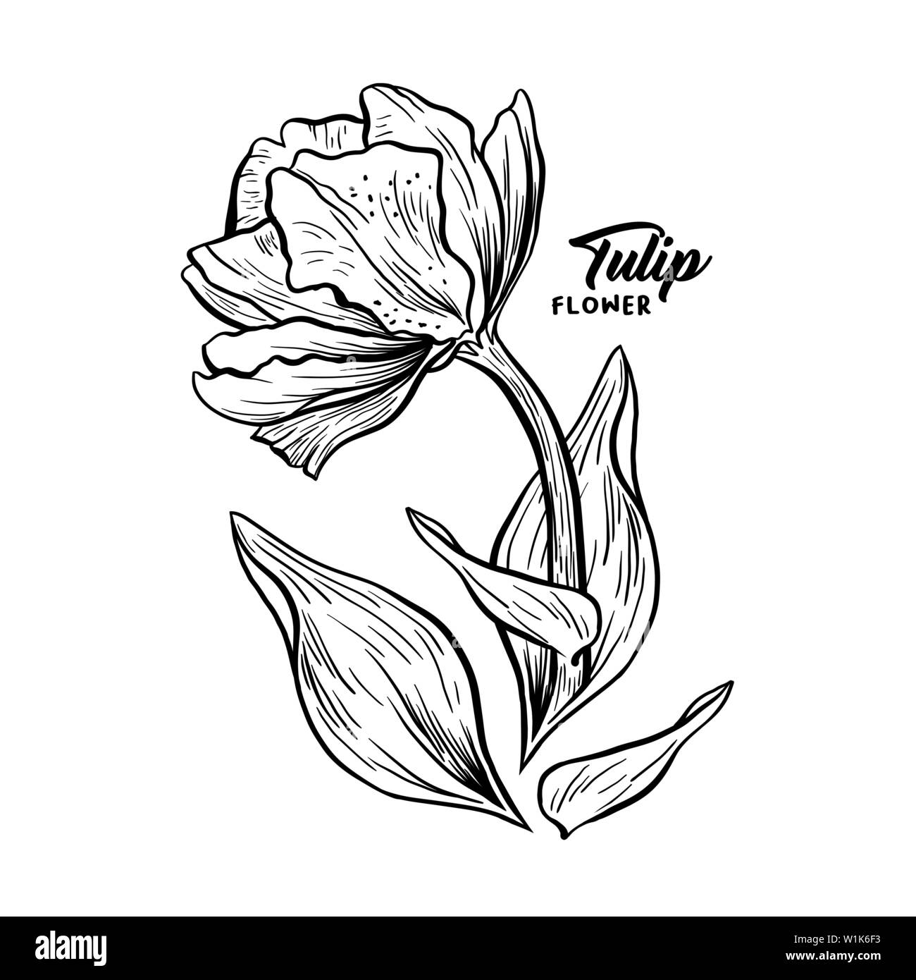 Tulip hand drawn vector illustration. Stylo encre fleur linéaire croquis. Clipart fleurs noir et blanc. Fleurs sauvages réaliste dessin libre. Monochrome isolé, floral design elemen botanique Illustration de Vecteur