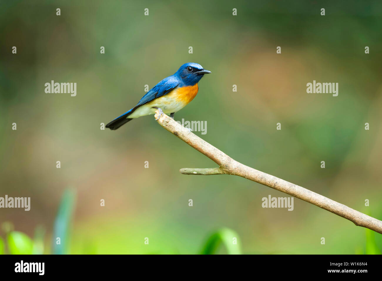 À la façade bleu blue flycatcher, homme, Lacedo hoevelli, Western Ghats, India. Banque D'Images