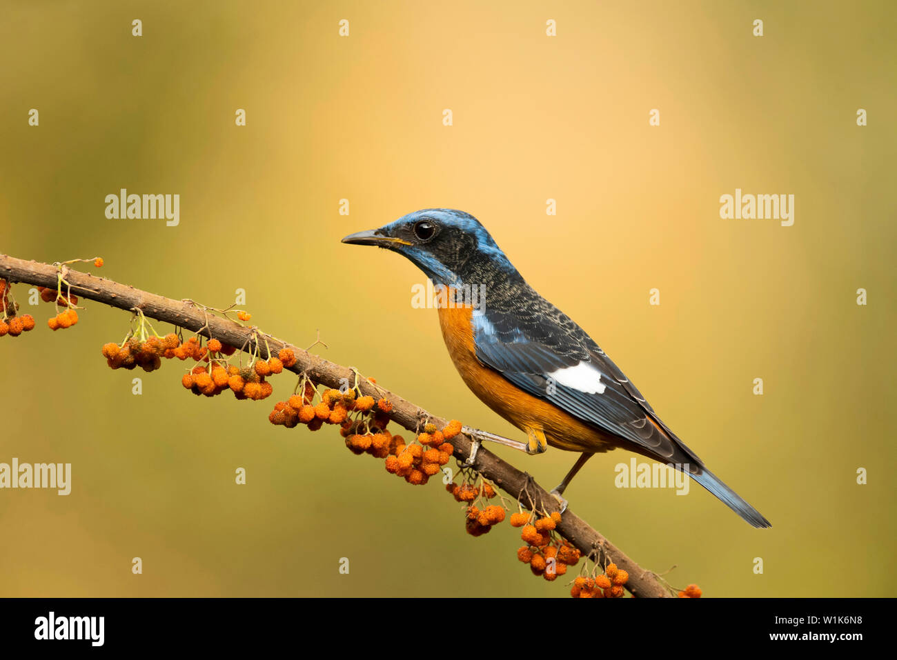 Blue rock-capped thrush, homme, monticola, cinclorhyncha Western Ghats, India. Banque D'Images