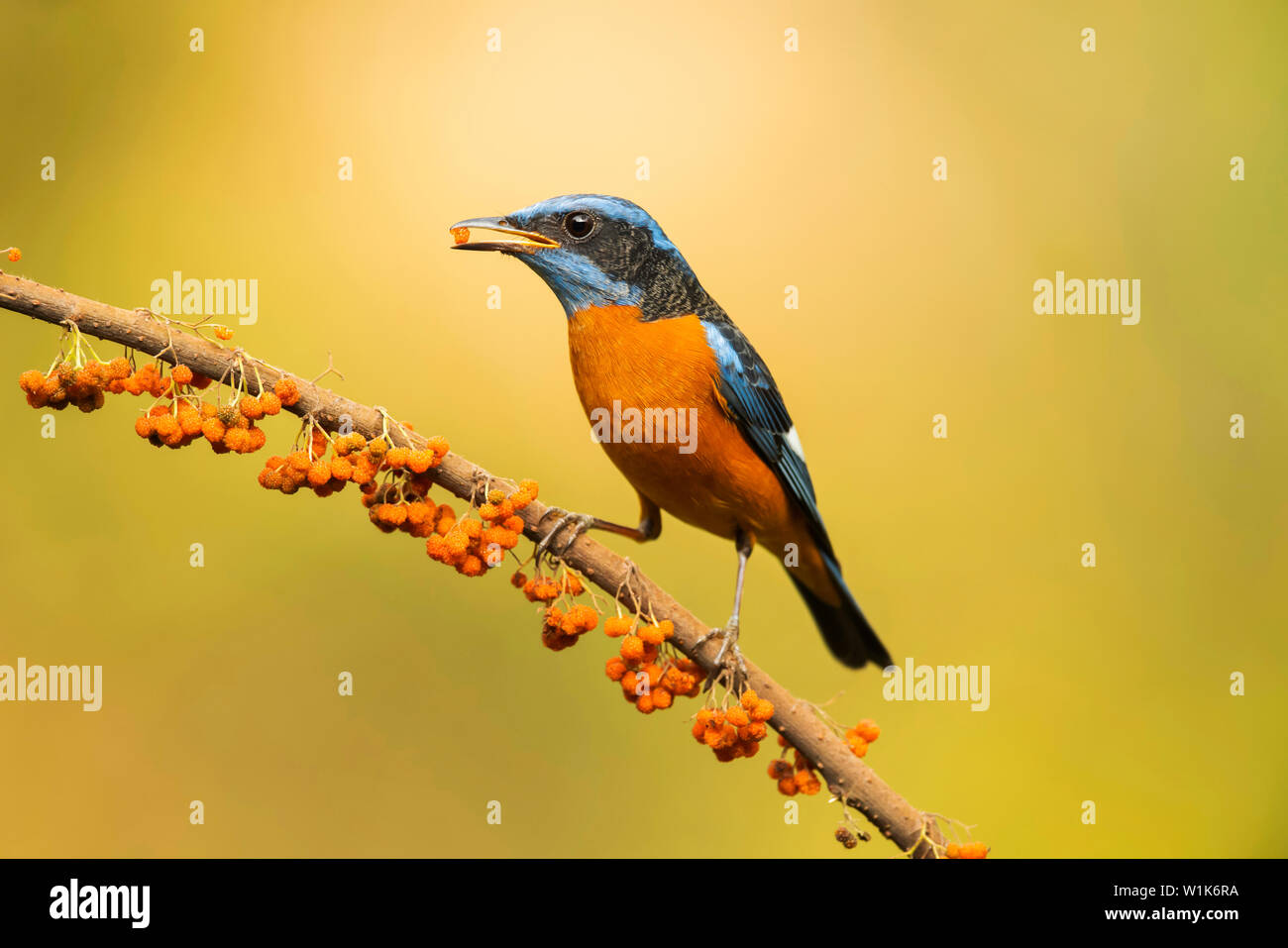 Blue rock-capped thrush, homme, monticola, cinclorhyncha Western Ghats, India. Banque D'Images