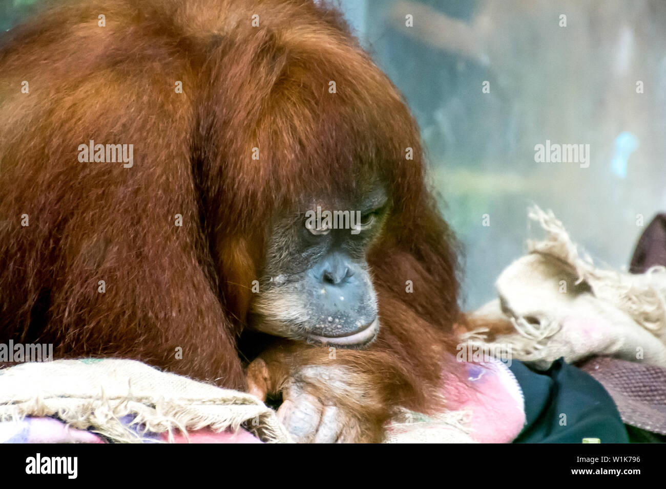 Un autre coup de feu de la visite au Zoo de Toronto pour tester la nouvelle lentille. C'était tourné de poche, à lumière tamisée, à travers une vitre sale. Banque D'Images