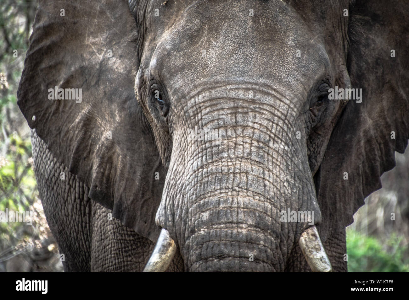 C'est l'un des éléphants à Elephant Whispers, qui a été sauvé de l'abattage à Kruger National Park. Les éléphants doivent être conservés au bal Banque D'Images