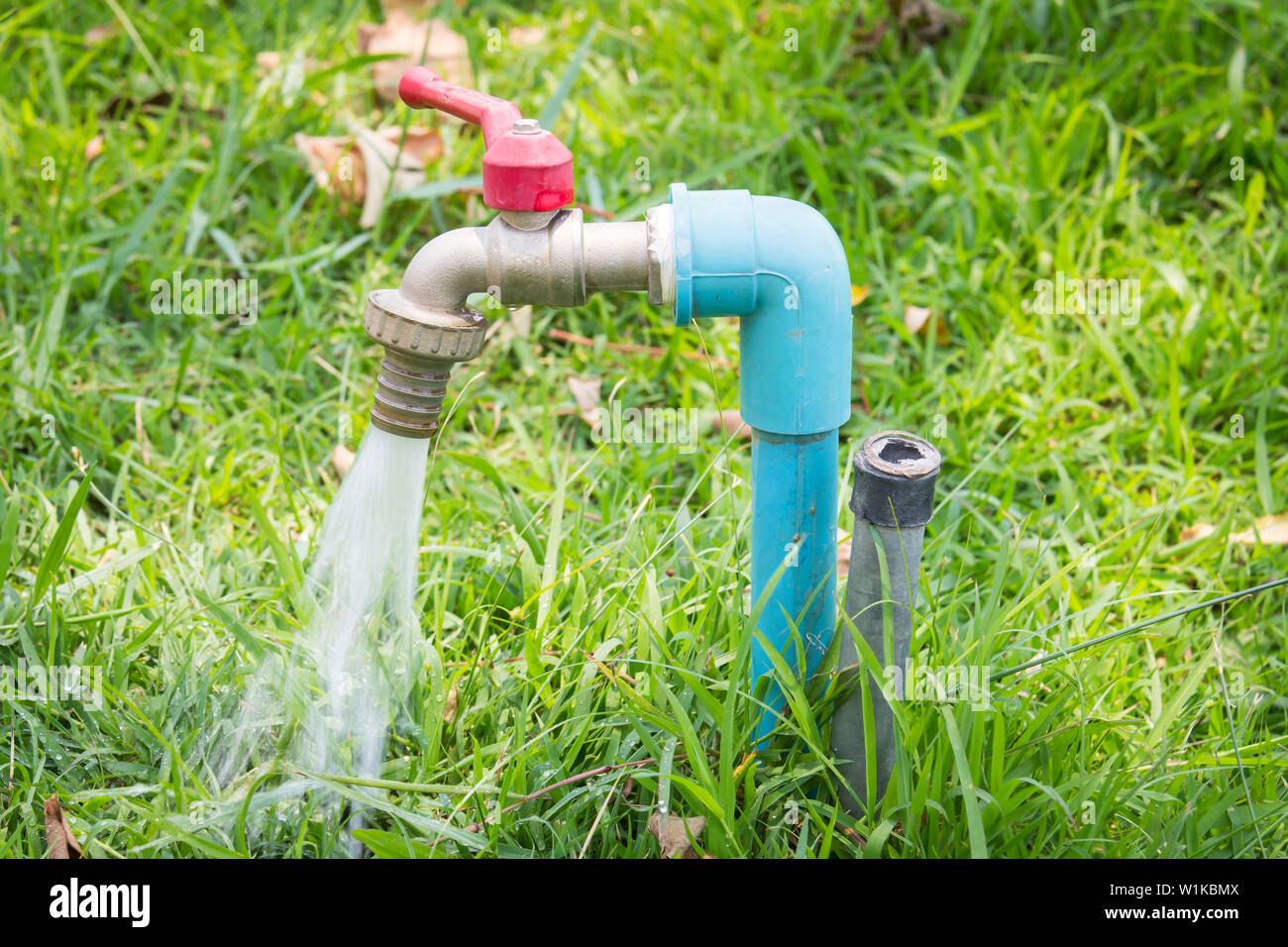 Robinet sur l'herbe verte. dans le parc. Banque D'Images