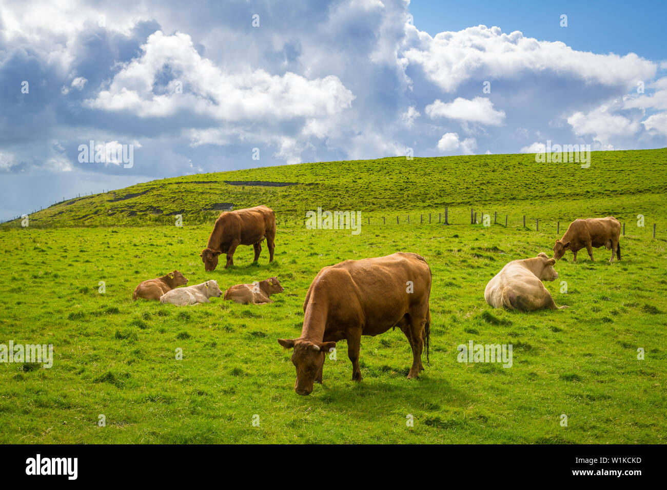 Vache et cald au falaises de Moher Banque D'Images