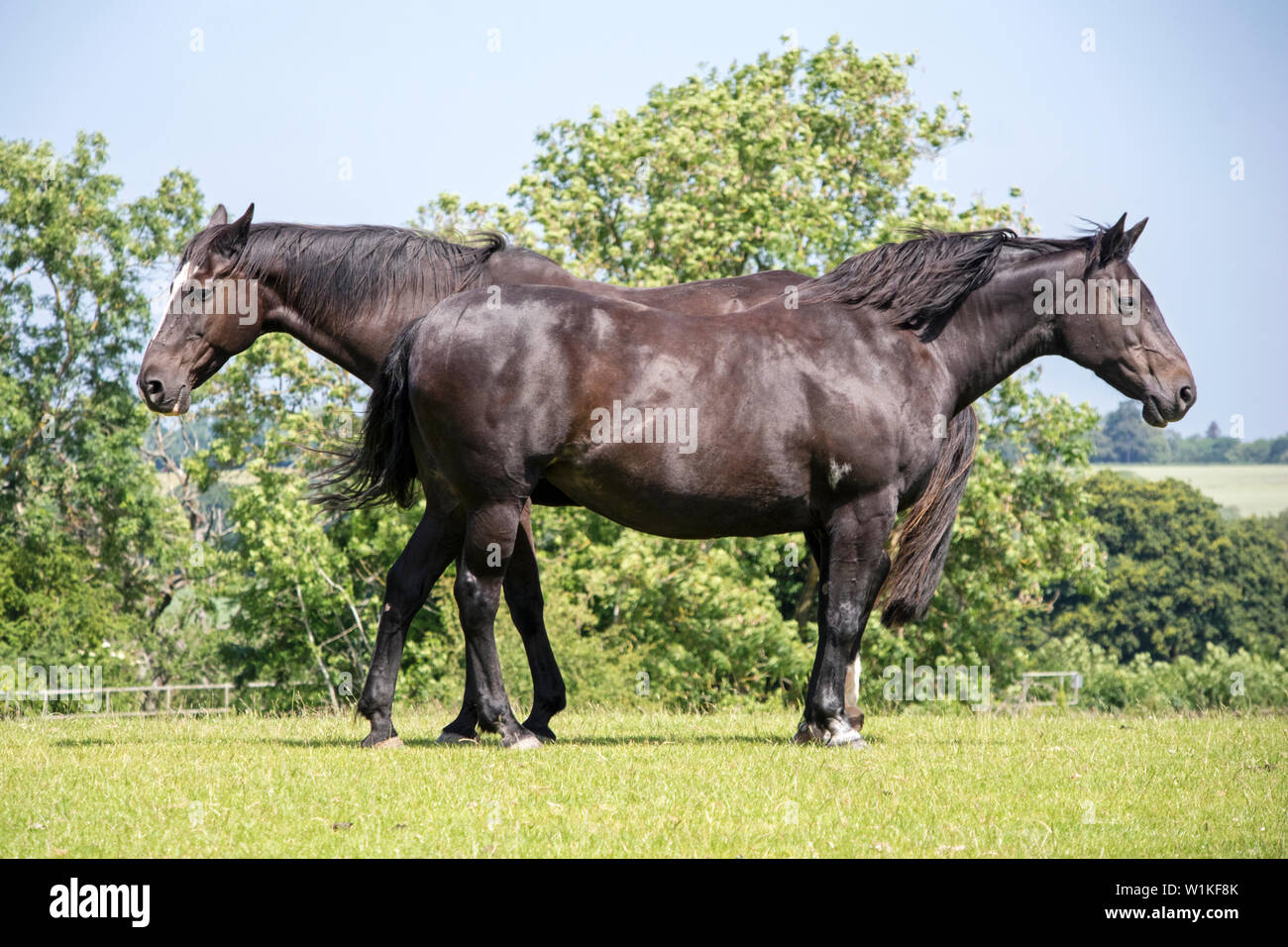 Deux chevaux châtaignier dans oppersite permanent directions et remuant la queue et se débarrasser des mouches sur une chaude journée d'été, England, UK Banque D'Images