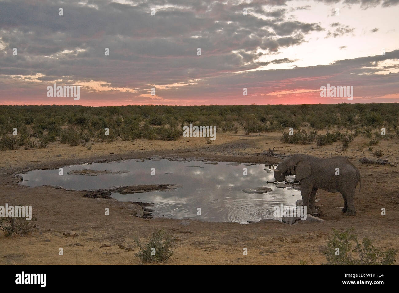 Les éléphants à l'abreuvoir de Moringa à l'Halali Rest Camp dans le Parc National d'Etosha, Namibie. (C) 2008 Tom Kelly Banque D'Images