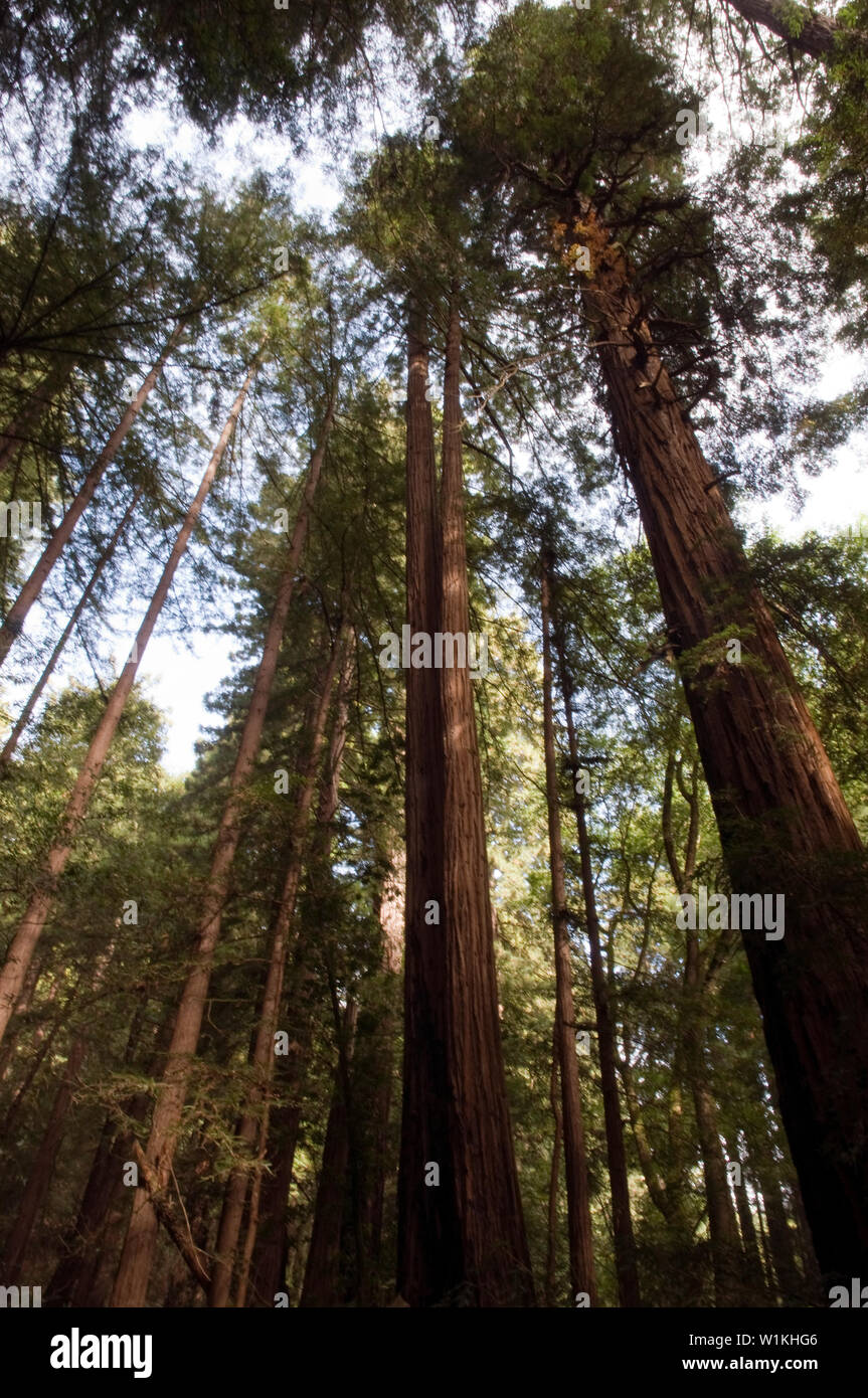 Séquoias imposants dans le John Muir Woods National Monument à Marin Pays, au nord de San Francisco. Banque D'Images