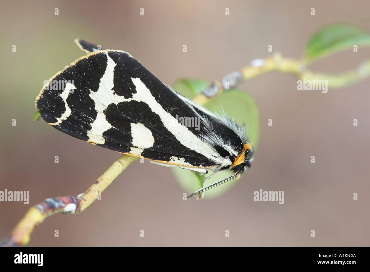 Parasemia plantaginis, connu sous le nom de Tiger Wood, une espèce de la famille Erebidae Banque D'Images