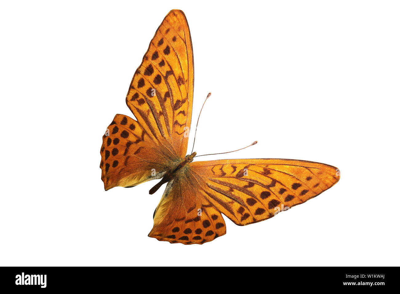 Papillon orange avec Leopard spots. isolé sur fond blanc Banque D'Images