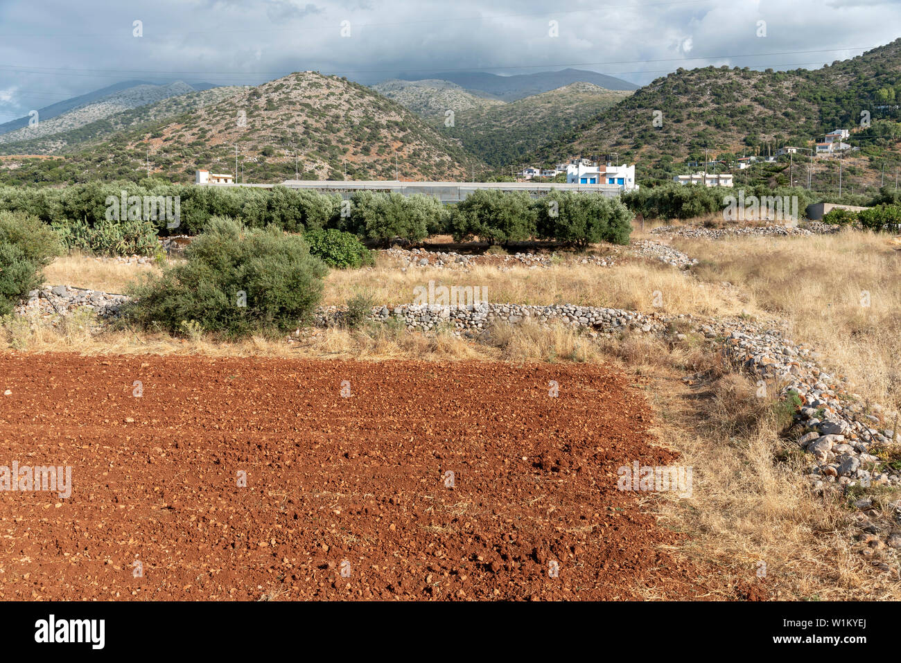 Malia, Crète, Grèce. Juin 2019. Champ labouré dans la communauté rurale de la vieille ville de Malia, Crète. Banque D'Images