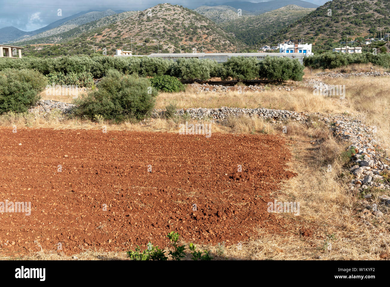 Malia, Crète, Grèce. Juin 2019. Champ labouré dans la communauté rurale de la vieille ville de Malia, Crète. Banque D'Images
