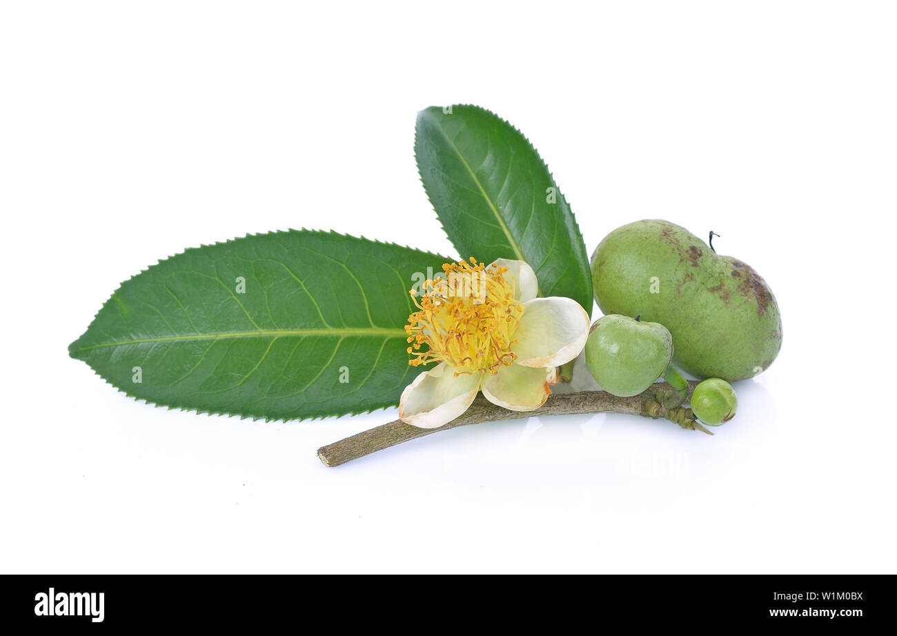 Fleur, feuilles de thé vert, de graines de thé sur fond blanc Banque D'Images