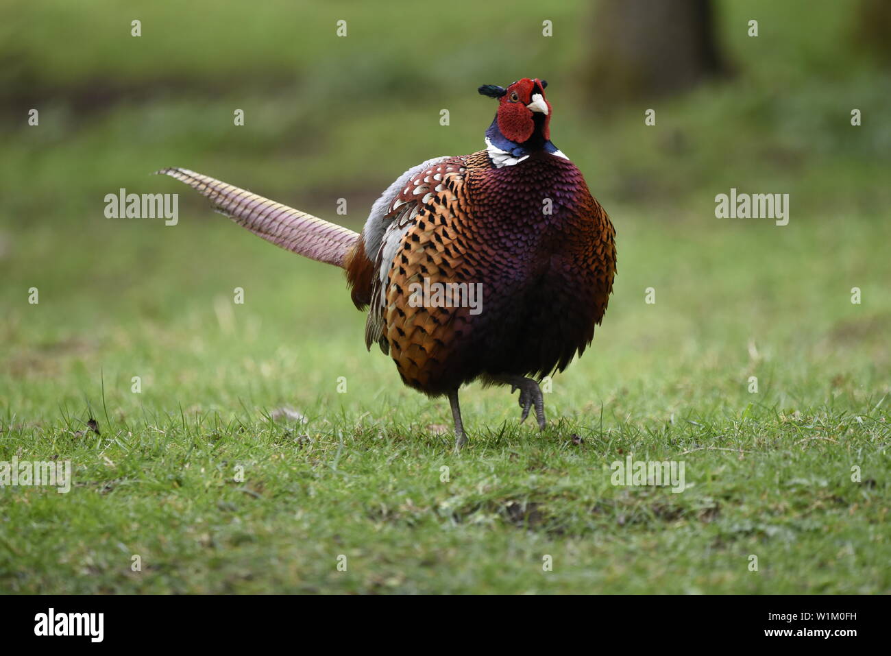 Le Faisan mâle commun sur l'herbe balade vers la caméra Banque D'Images
