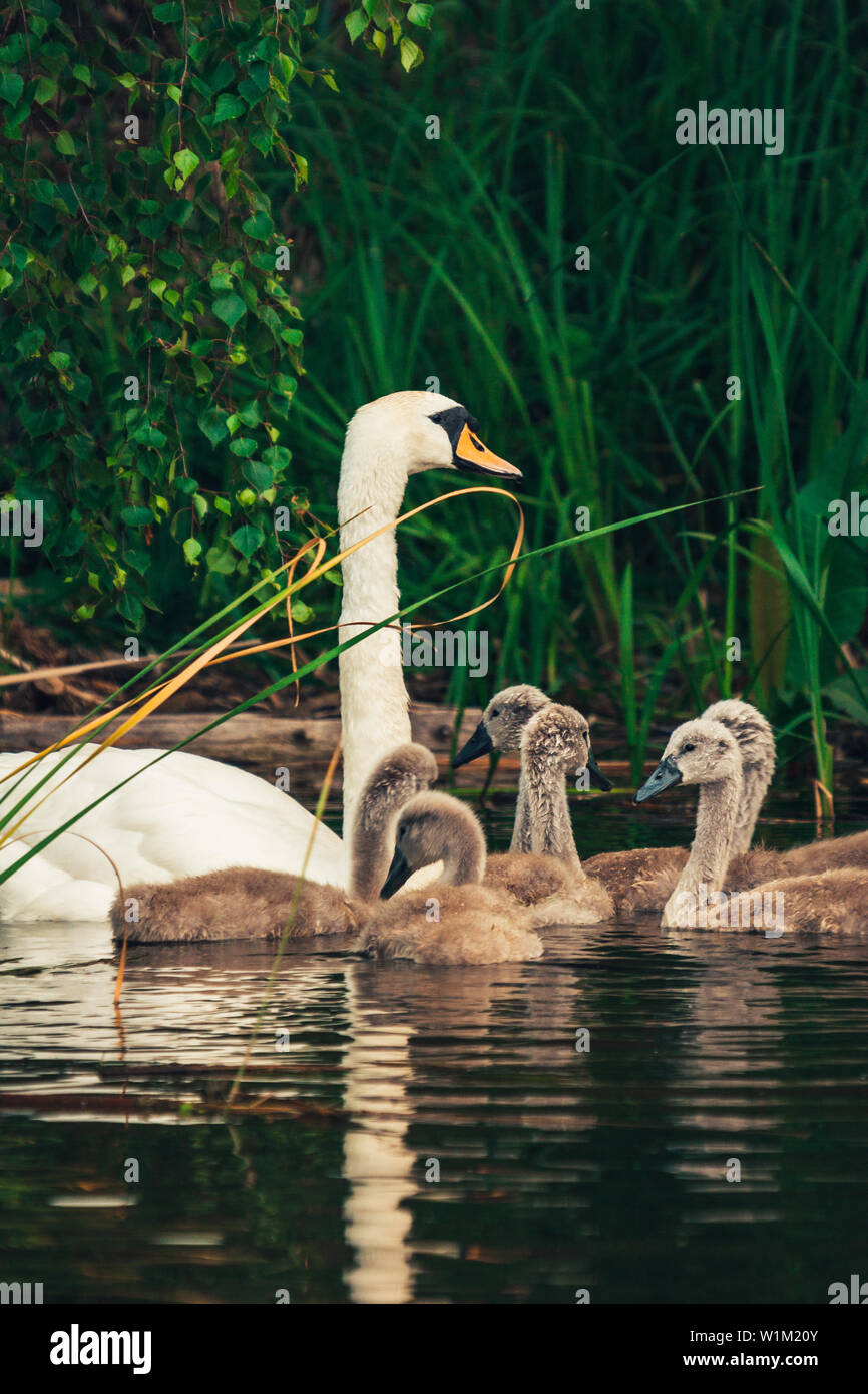 La famille Swan. Les jeunes cygnets encore avec le plumage de couleur gris à la suite de leurs parents, la natation dans le lac. Banque D'Images