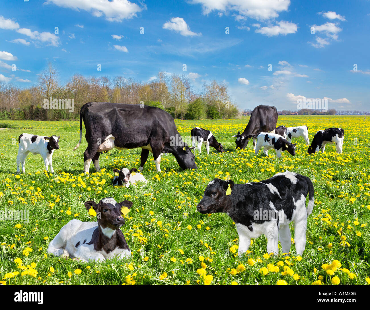 Noir et blanc de bovins et veaux vaches au pâturage avec des pissenlits jaunes Banque D'Images