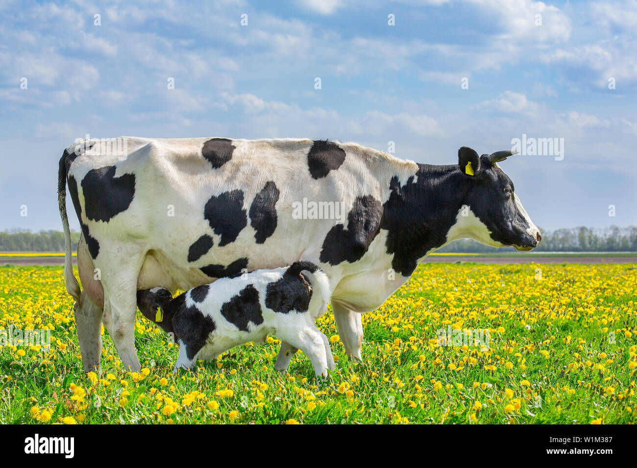 Mère et au nouveau-né de la vache veau potable au pâturage avec des pissenlits en fleurs Banque D'Images