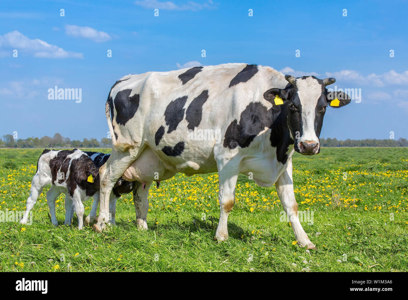 Les veaux nouveau-nés boire du lait de vache mère pâturage en néerlandais Banque D'Images