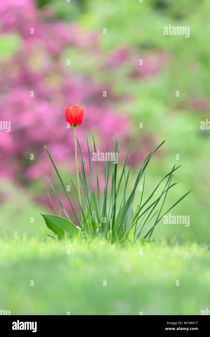 Une seule fleur de tulipe avec des pommiers en fleurs à l'arrière-plan. Banque D'Images