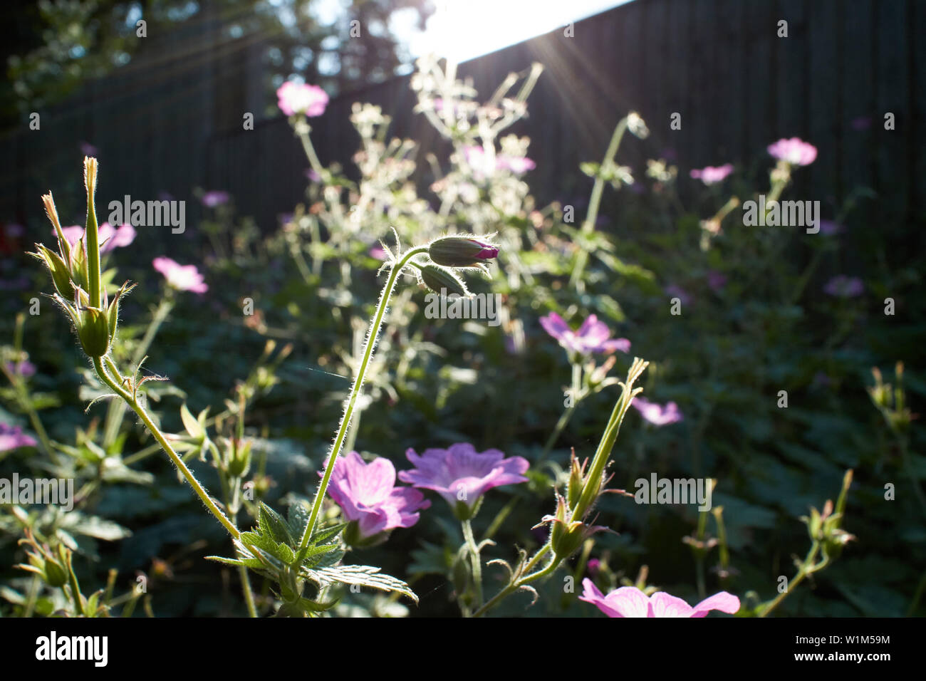 Sunshine coulant au-dessus de beaux géraniums rose géranium sanguin du 'Druce'. Banque D'Images