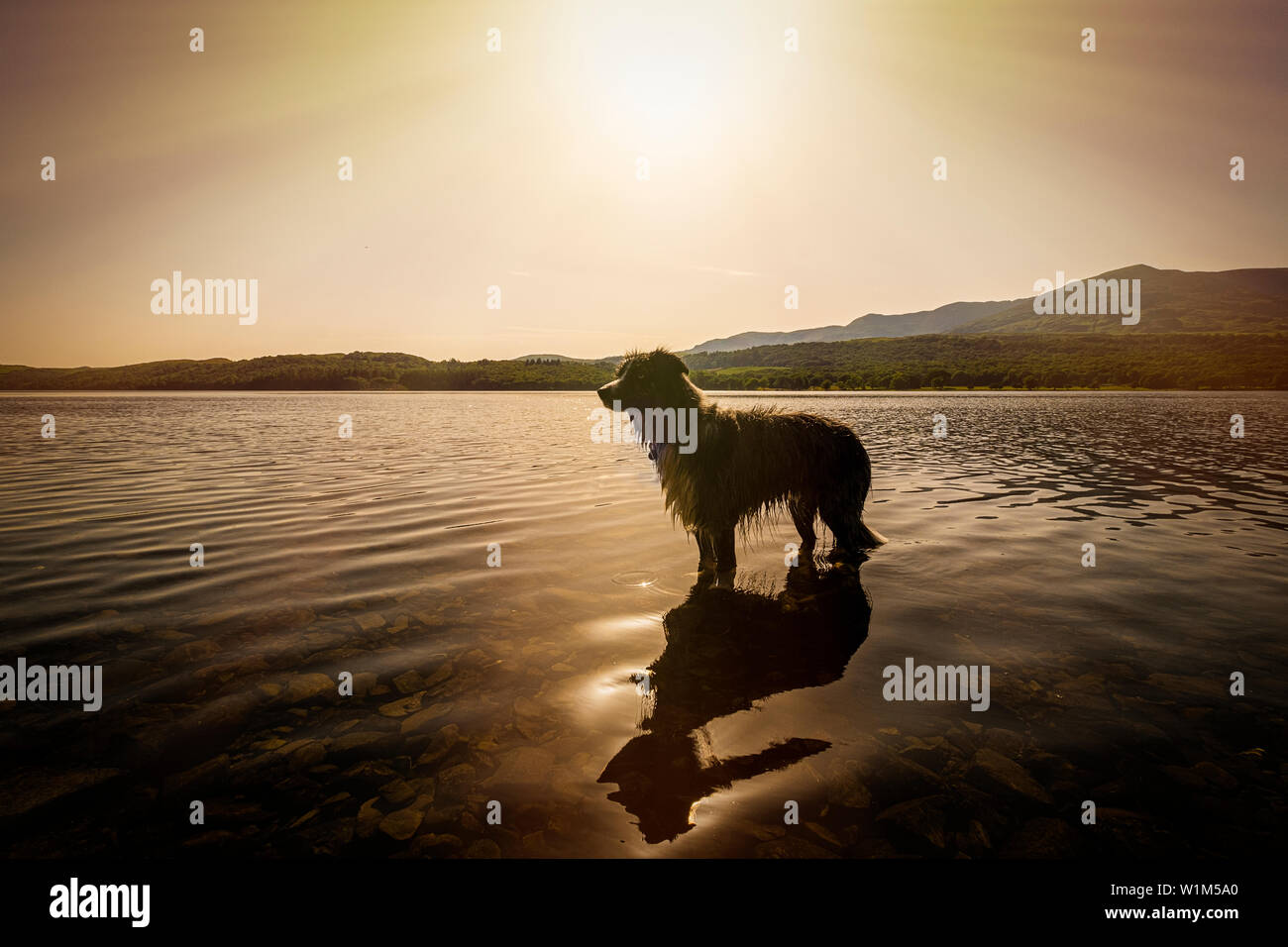 Nos border collie Roki jouant à Coniston Eau pour vous rafraîchir par une chaude après-midi de Lake District. Banque D'Images