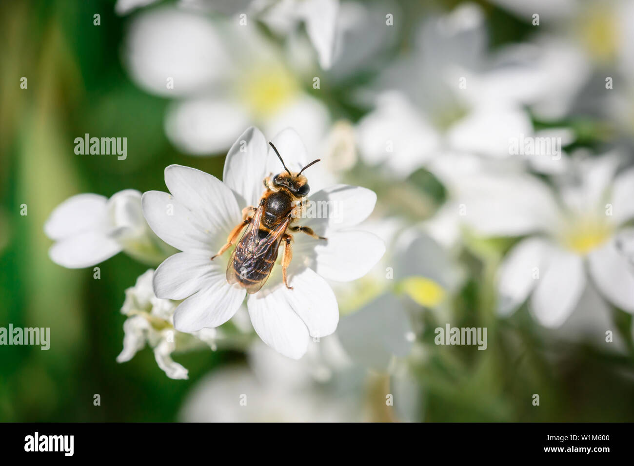 Une abeille pollinise minier Wilke mouron des champs dans un jardin à Toronto, Ontario. Banque D'Images