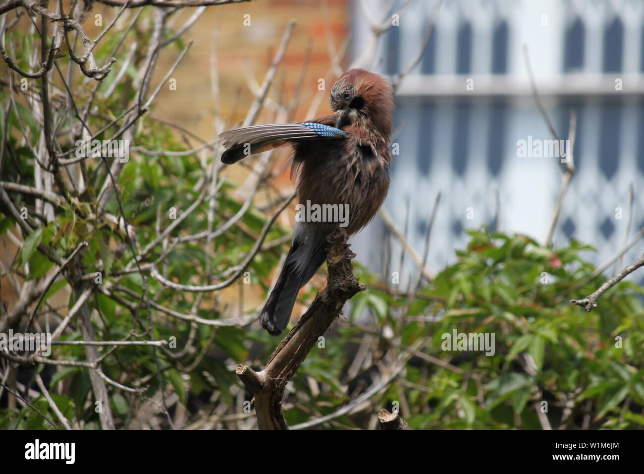Jay lui-même nettoyage humide avec des plumes dans le jardin de l'arbre mort à Wimbledon, dans le sud de Londres, UK Banque D'Images