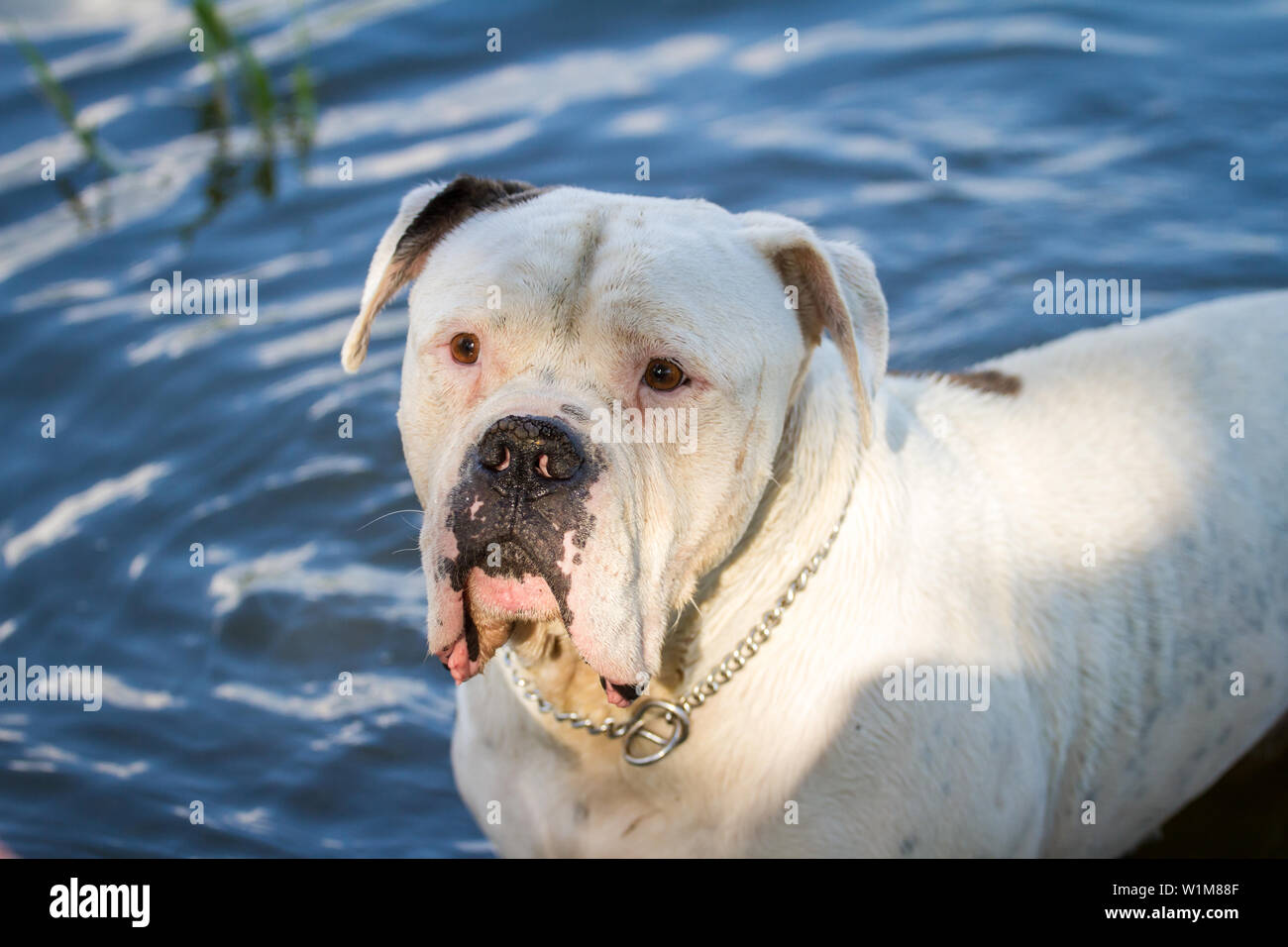 Tête portrait d'un mâle Bouledogue américain dans l'eau Banque D'Images