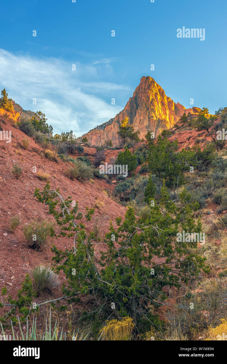 Avis de Watcman Mountain dans le parc national de Zion. Springdale. L'Utah. USA Banque D'Images Avis de Watcman Mountain dans le parc national de Zion. Springdale. L'Utah. USA Banque D'Images