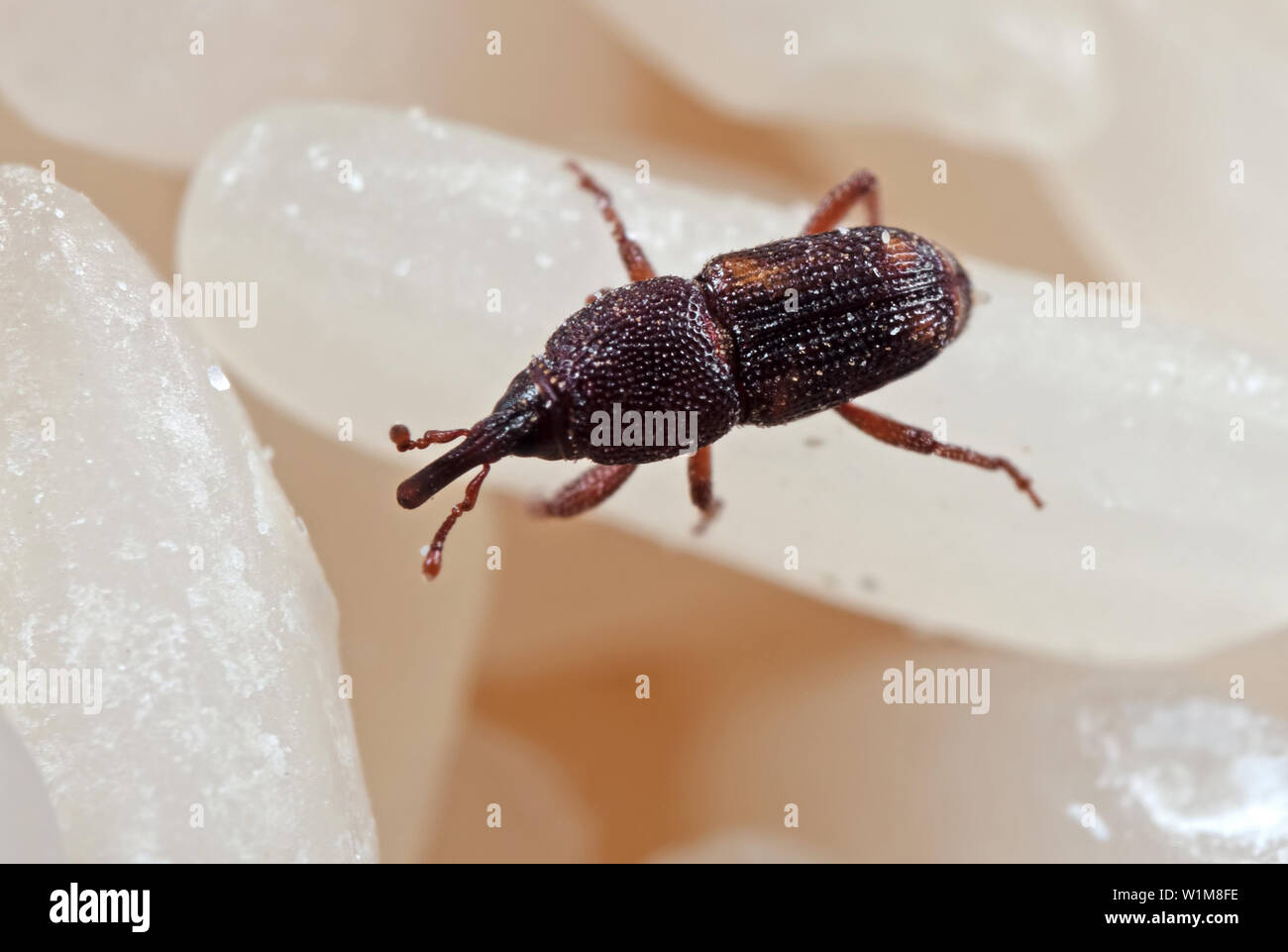 La macro photographie de ou Charançon du riz Sitophilus oryzae sur riz cru Banque D'Images