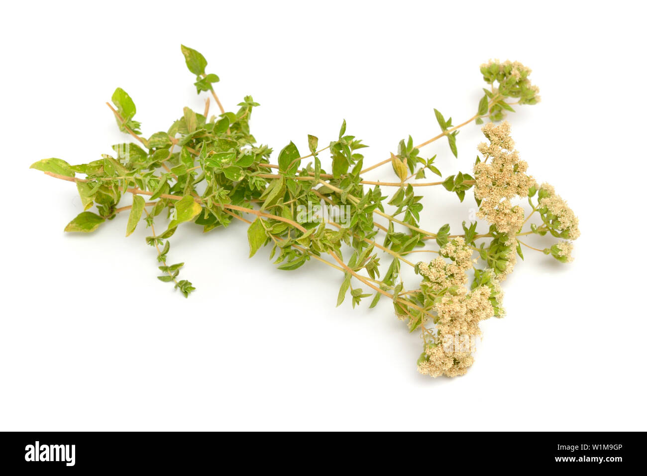Plante Origanum avec des fleurs. Isolé sur fond blanc. Banque D'Images