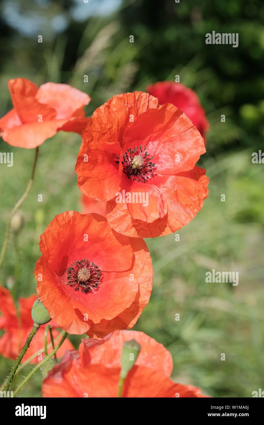 Souvenir, pavot coquelicot rouge Banque D'Images