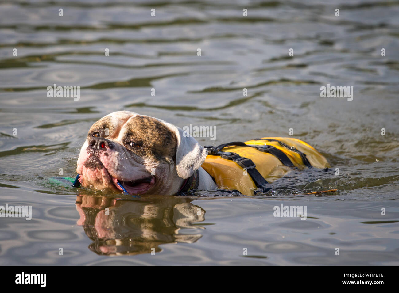 American Bulldog dans l'eau et aller chercher un jouet Banque D'Images