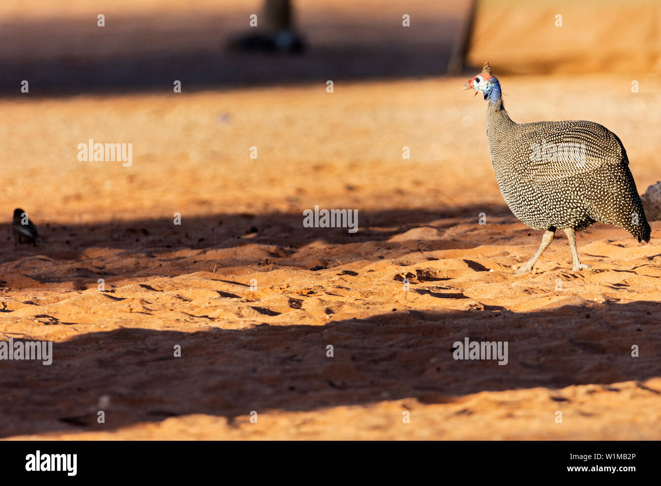 Pintade de Numidie à Lakeside, Namibie, Afrique Banque D'Images