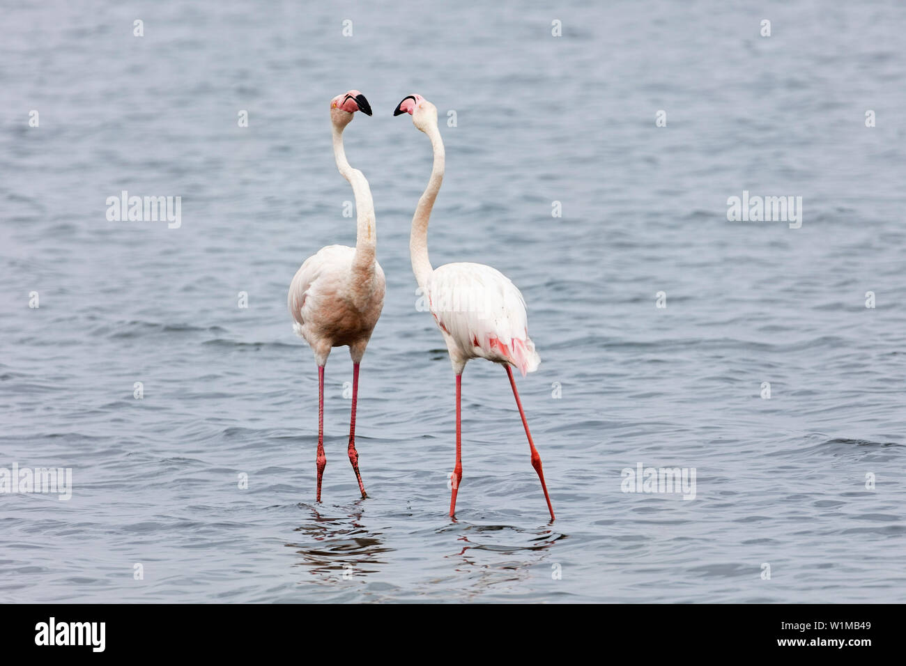 flamants-roses-sur-la-plage-de-flamingo-banque-de-photographies-et-d