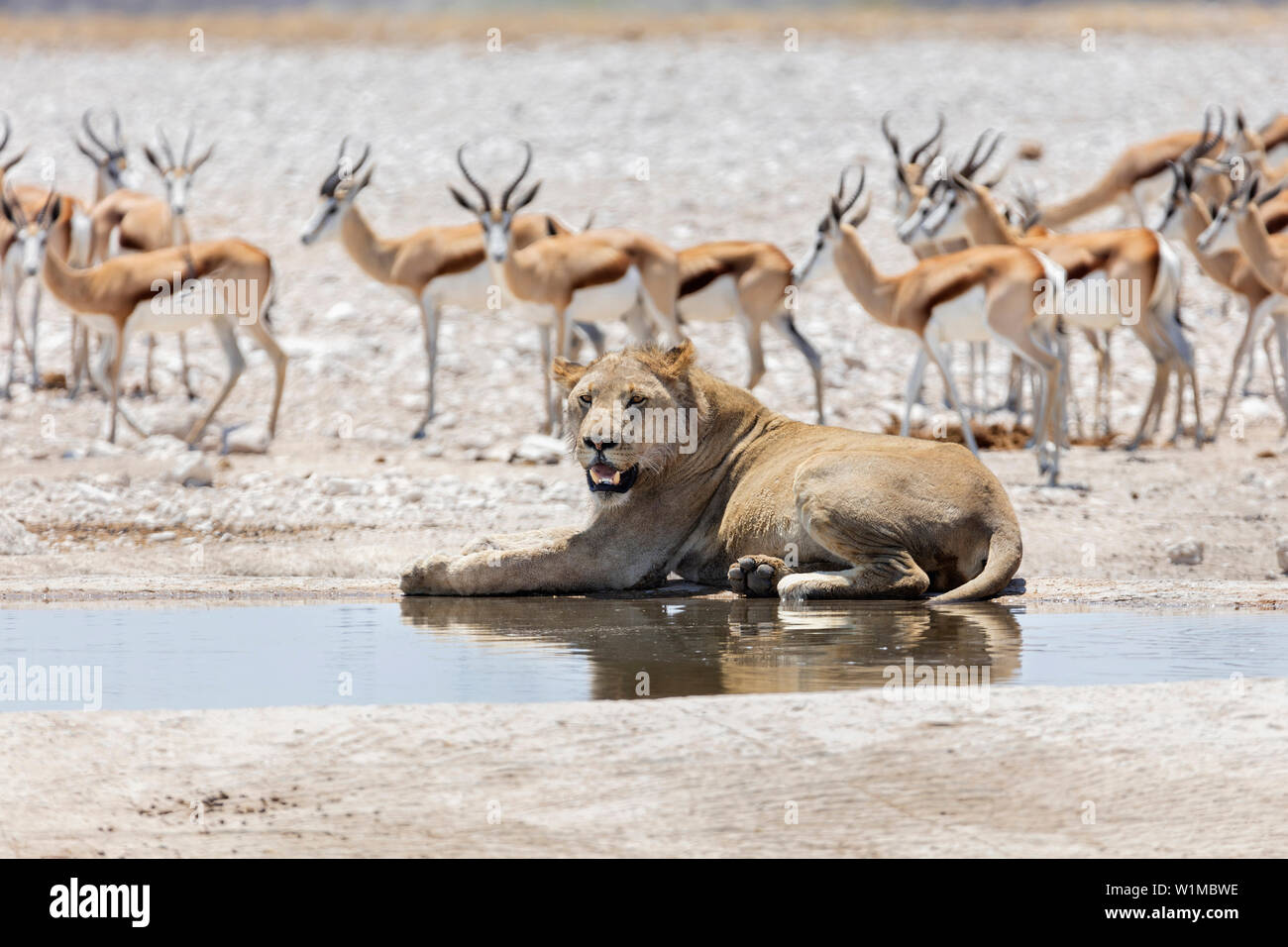 Lion et Steenboks à Etosha National Park, Namibie, Afrique Banque D'Images