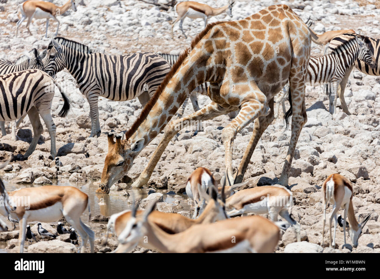 Girafe, steenboks et zebra à l'Etosha National Park, Namibie, Afrique Banque D'Images