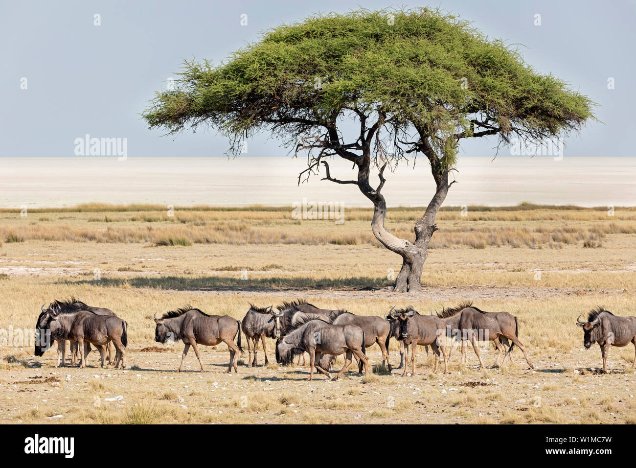 Grand groupe de gnous animaux et arbres mopane à Etosha National Park, Namibie, Afrique Banque D'Images